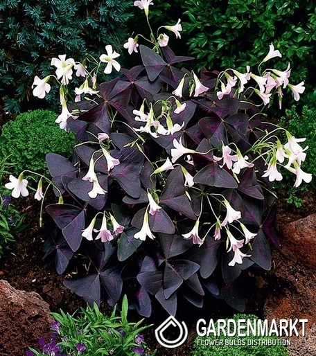 Oxalis Burgundy Wine 5 St.