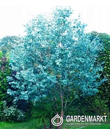 Eucalyptus Gunni 1 St.