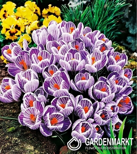 Großblumiger Krokus King of Striped XXXL 10 St.