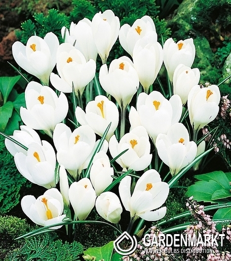 Großblumiger Krokus Jeanne D'arc XXXL 10 St.