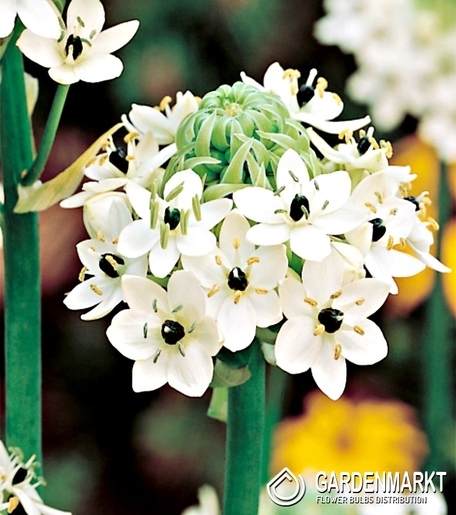 Ornithogalum Saundersiae 1 St.