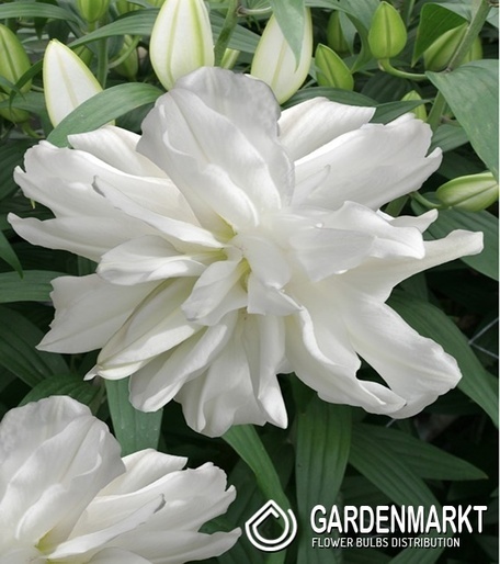 Orientalische Lilie Lotus Ice 1 St.