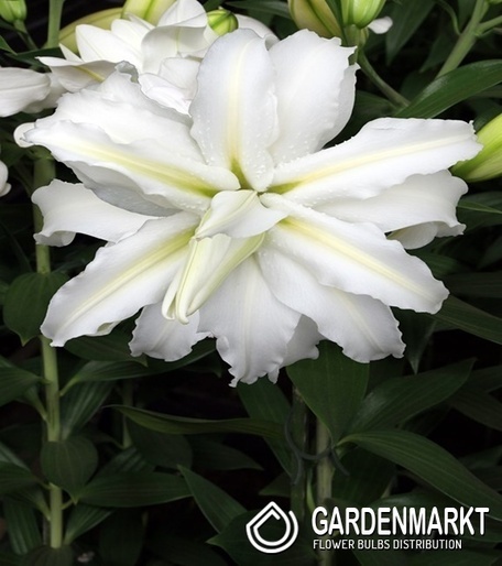 Orientalische Lilie Polar Star 1 St.