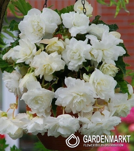 Begonie Hanging Aromantics Weiss 1 St.