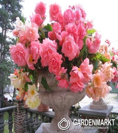 Begonie Hanging Aromantics Pink 1 St.