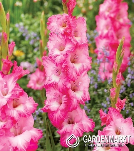 Gladiolus Gladiole Violet King 5 St.