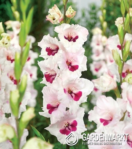 Gladiolus Gladiole Cera Corsage 5 St.