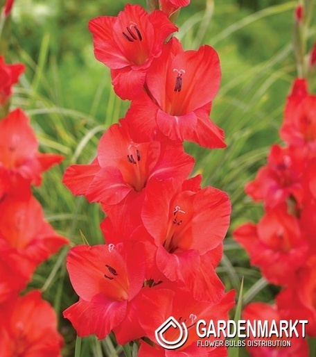Gladiolus Gladiole Berlioz 5 St.
