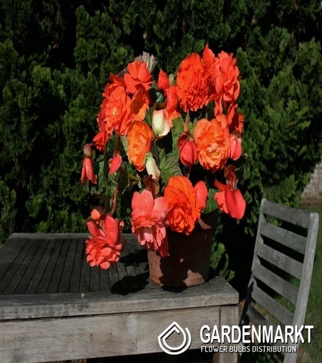 Begonie Hanging Aromantics Orange/Red 1 St.