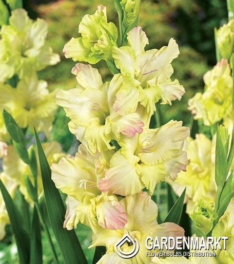 Gladiolus Gladiole Cera Fearless 5 St.