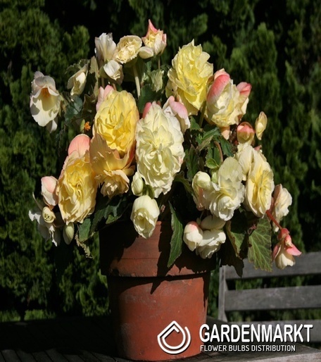 Begonie Hanging Aromantics Yellow 1 St.