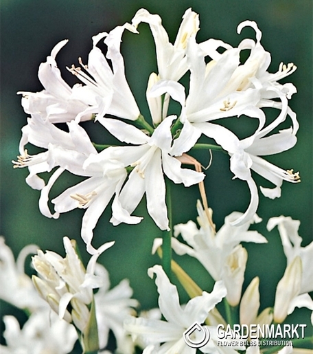 Nerine Alba 1 St.