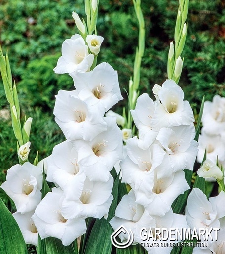 Gladiolus Gladiole Ice Master 5 St.