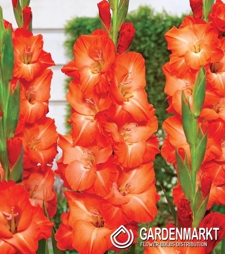 Gladiolus Gladiole Salmon Star 5 St.