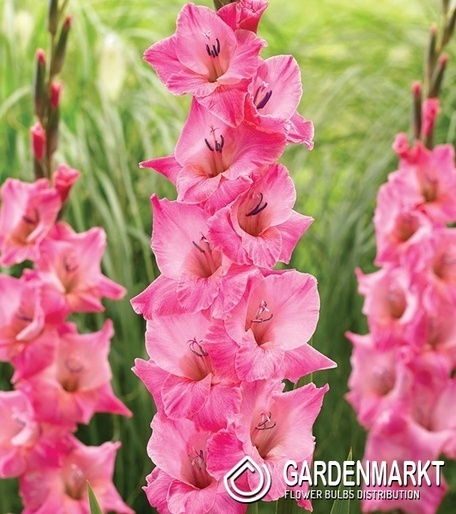 Gladiolus Gladiole Julio 5 St.