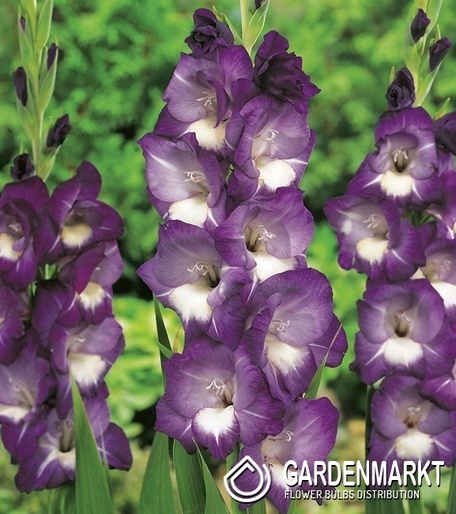 Gladiolus Gladiole Deep Purple 5 St.