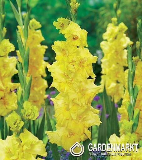 Gladiolus Gladiole Charisma 5 St.