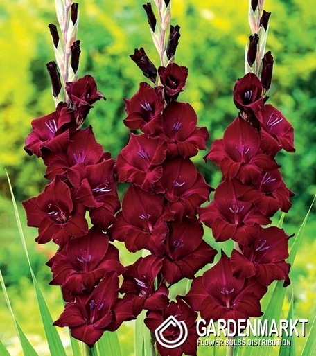 Gladiolus Gladiole At Night 5 St.