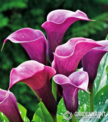 Zantedeschia-Calla Purple Sensation 1 St.