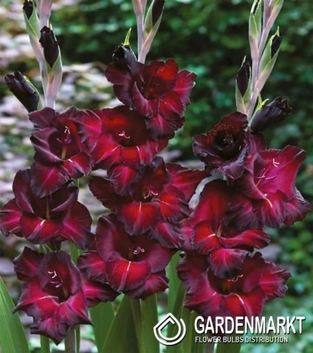 Gladiolus Gladiole Back Surprise 5 St.