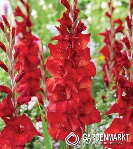 Gladiolus Gladiole Joska Bruin 5 St.