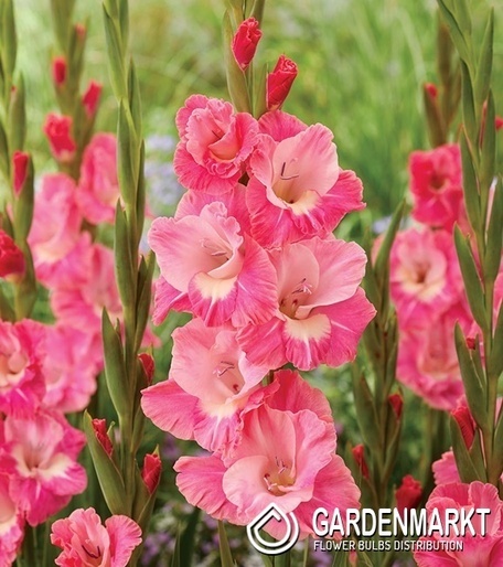Gladiolus Gladiole Cilesta 5 St.