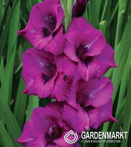 Gladiolus Gladiole Purple Diamond 5 St.