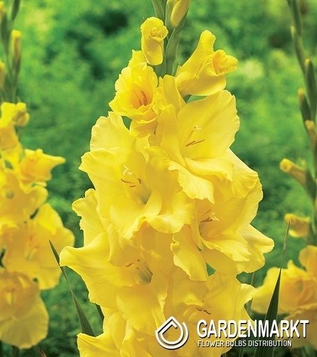 Gladiolus Gladiole Yellowa 5 St.
