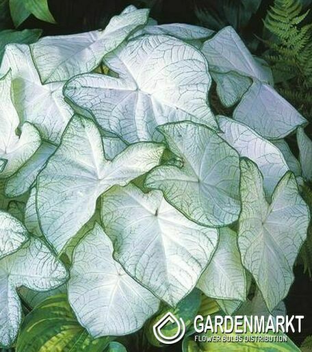 Caladium Florida Moonlight 1 St.