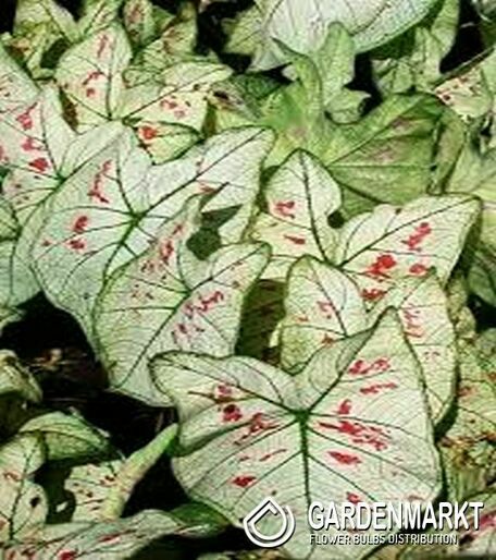 Caladium Strawberry Star 1 St.
