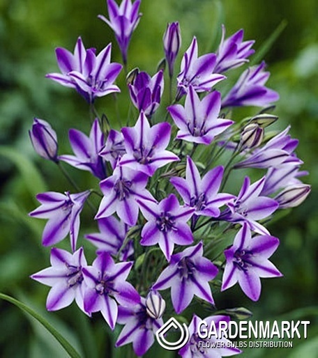 Brodiaea Triteleia Rudy 10 st.