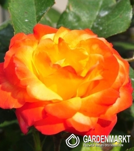 Rabattrose Rot - Gelb 1St.