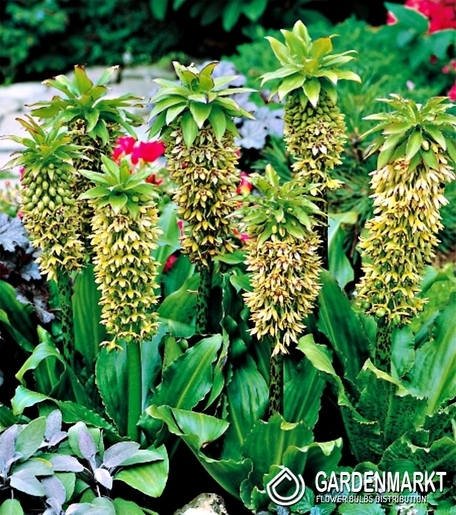 Eucomis Bicolor 1 St.