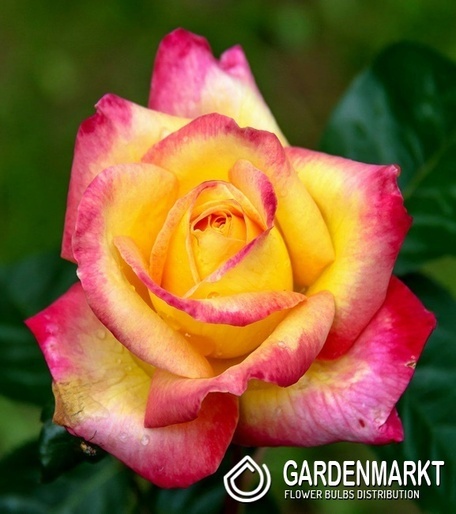 Mehrblütigen Rot-Gelb-Rosa 1 St.