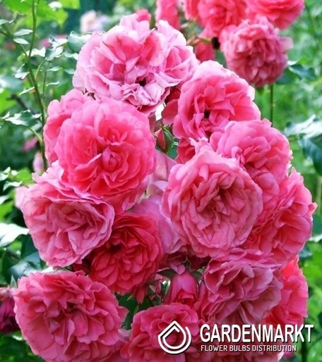 Kletterrose Rosa Große Blume 1 St.