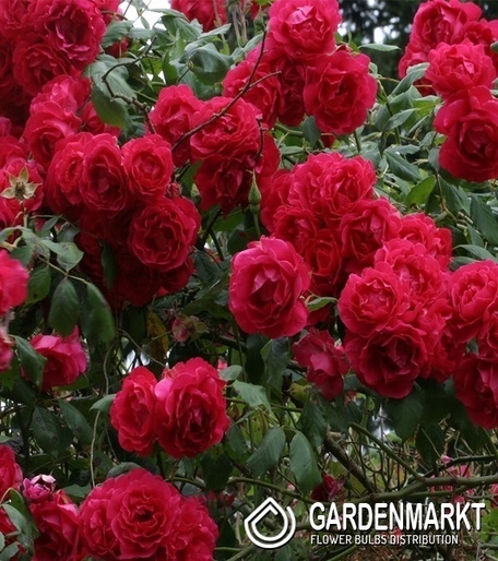 Kletterrose Rot Große Blume 1 St.