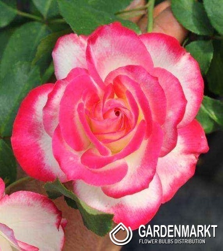 Rabattrose Weiß und Rosa 1 St.