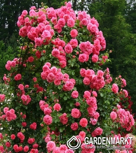 Englisch Park Dunkelrosa 1 st