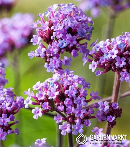 Verbena bonariensis Patagonisches Eisenkraut 1 St.