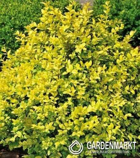 Buxus 1 St.