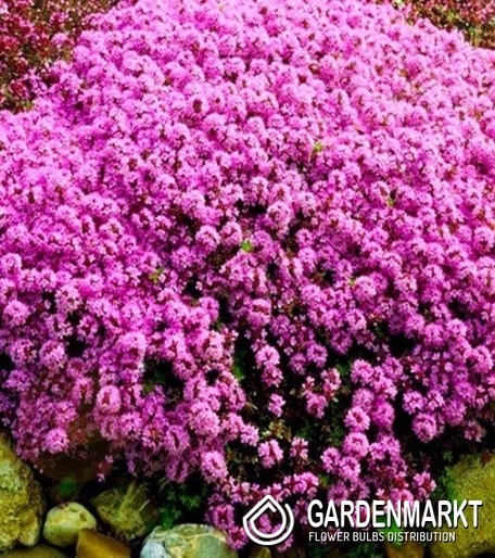 Sand-Thymian - Thymus Serpyllum 1 St.