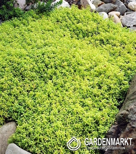 Sand-Thymian - Thymus Citriodorus 1 St.