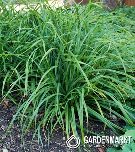 Japan-Segge Carex Morrowii Irish Green 1 St.