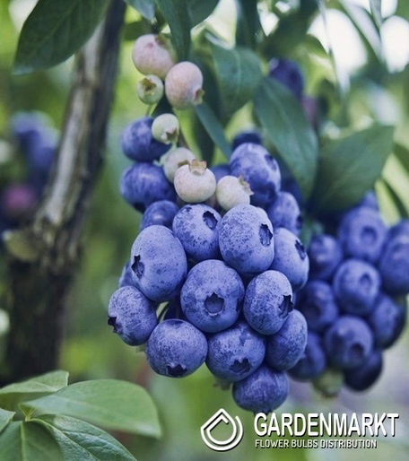 Kulturheidelbeere Vaccinium Corymbosum Patriot 1 St.
