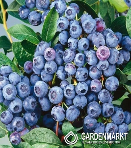 Kulturheidelbeere Vaccinium Corymbosum Bluegold 1 St.