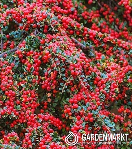 Teppichmispel - Cotoneaster dammeri Coral Beauty 1 St.