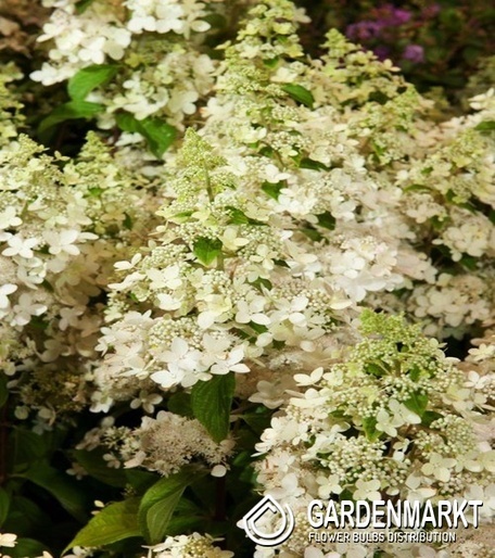 Hydrangea Paniculata Confetti Rispenhortensie 1 St.