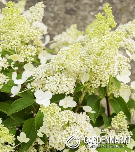Hydrangea Paniculata Magical Himalaya Rispenhortensie 1 St.