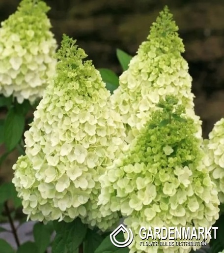 Hydrangea Paniculata Magical Kilimanjaro Rispenhortensie 1 St.