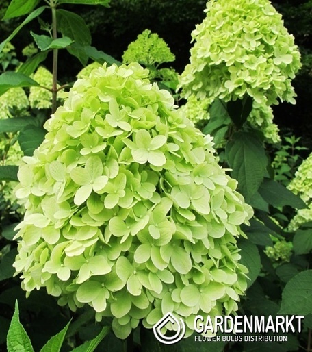 Hydrangea Paniculata Mojito Rispenhortensie 1 St.